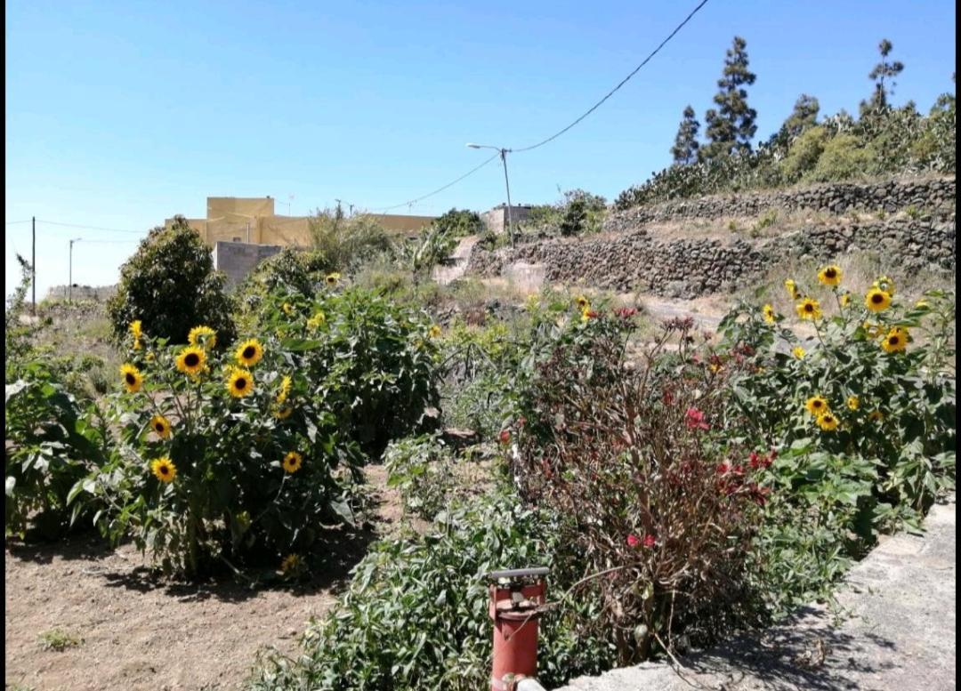 Fasnia Green Village. Tony Frias. المظهر الخارجي الصورة